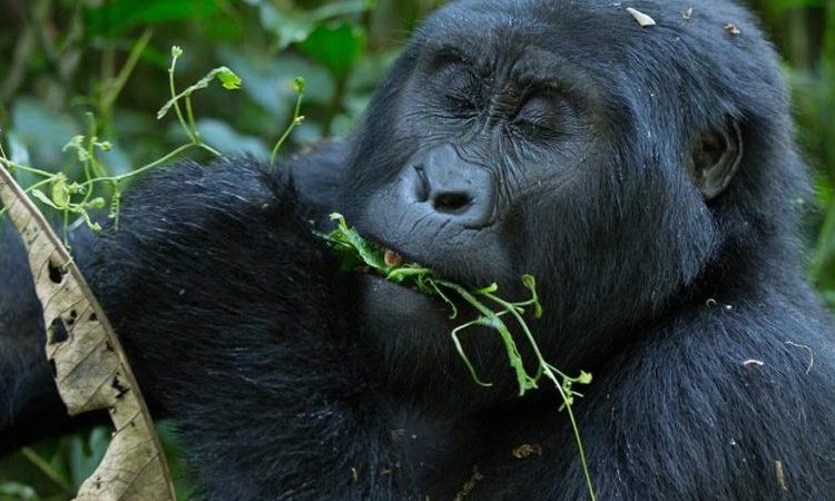 Uganda primate safari featuring mountain gorilla trekking, chimpanzee tracking, rainforest exploration, and unforgettable great ape encounters