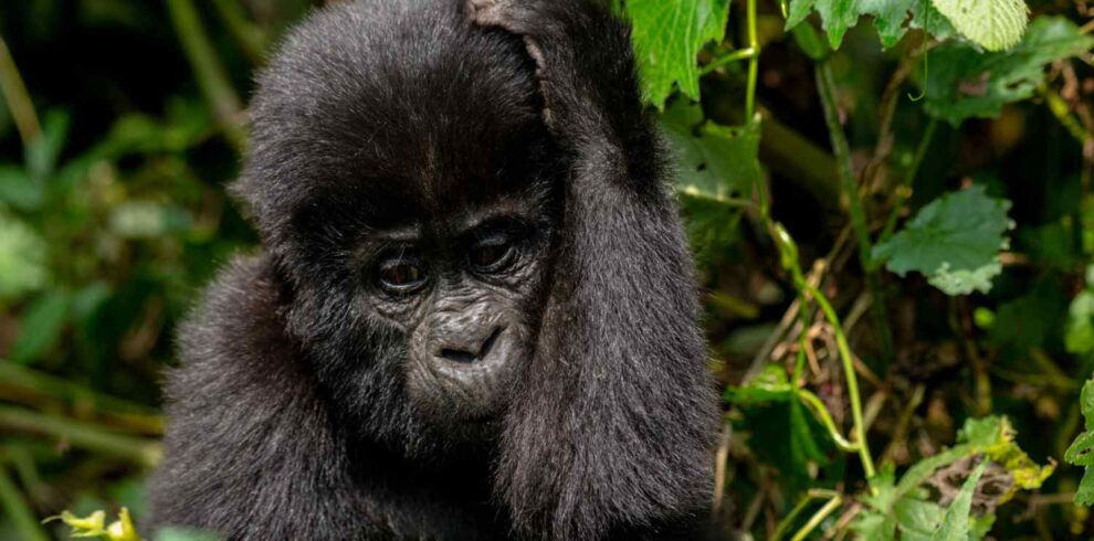Gorilla trekking safari featuring mountain gorilla encounters, rainforest forest adventure, peaceful nature experiences, and wildlife exploration in Africa