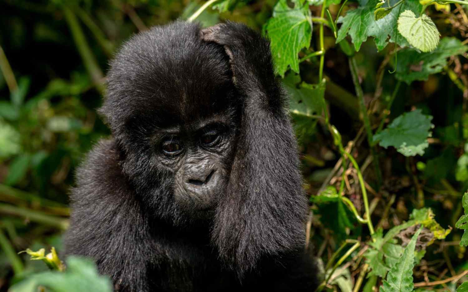 Gorilla trekking safari featuring mountain gorilla encounters, rainforest forest adventure, peaceful nature experiences, and wildlife exploration in Africa