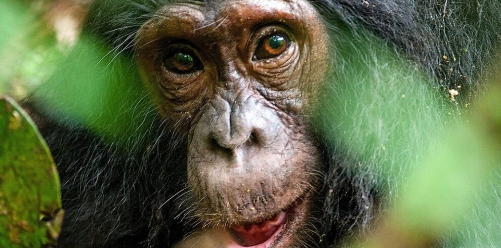 Gorilla trekking safari from Kigali to Bwindi Impenetrable Forest Uganda for a mountain gorilla wildlife experience