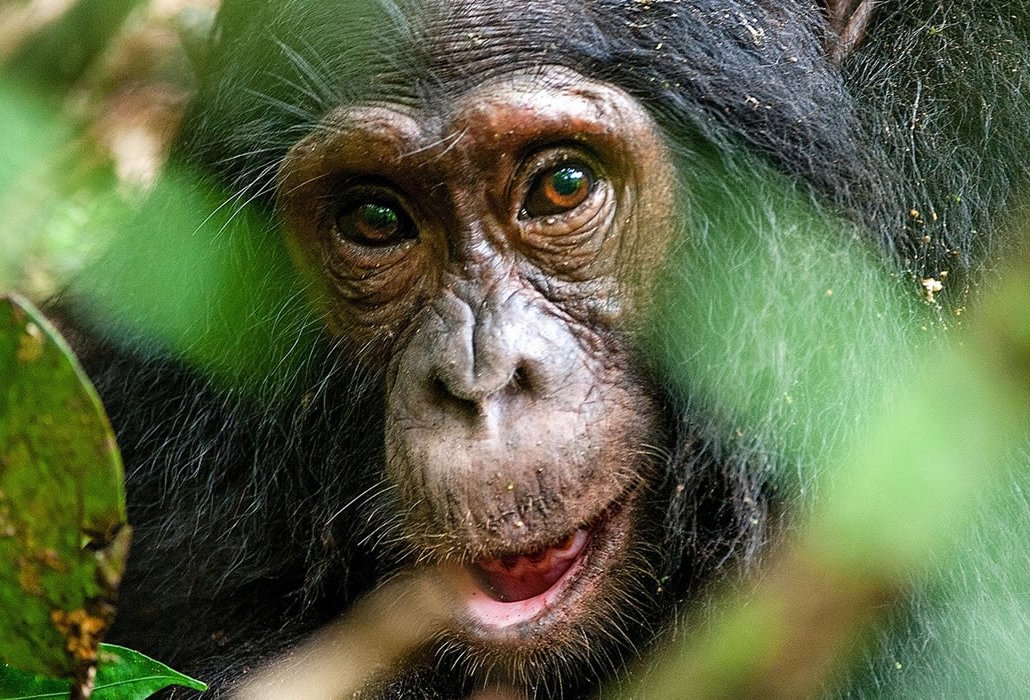 Gorilla trekking safari from Kigali to Bwindi Impenetrable Forest Uganda for a mountain gorilla wildlife experience