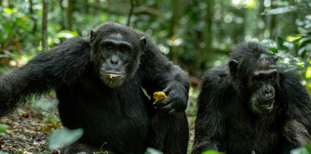 Gorilla trekking Uganda safari from Kampala to Bwindi Impenetrable Forest for a mountain gorilla experience