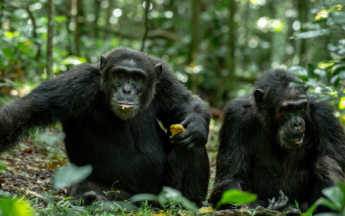 Gorilla trekking Uganda safari from Kampala to Bwindi Impenetrable Forest for a mountain gorilla experience