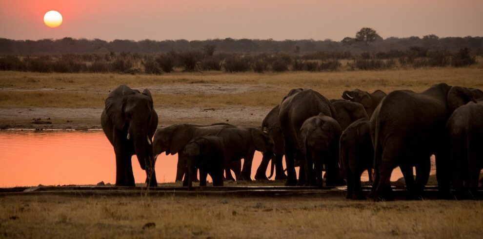 Hwange and Lake Kariba safari in Zimbabwe featuring wildlife encounters and scenic lake landscapes
