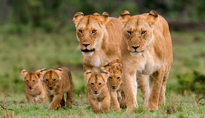Two lionesses resting with their cubs in Kenya’s wilderness during a Masai Mara and Amboseli fly-in safari experience