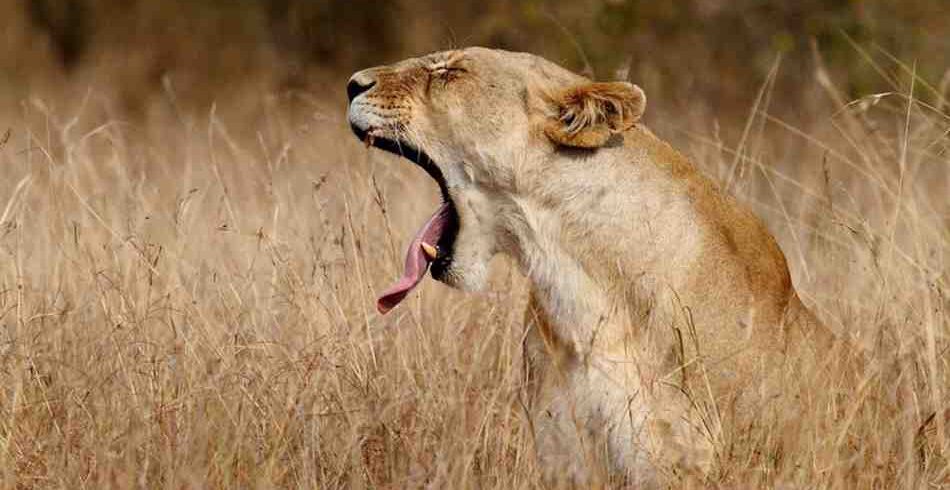 Kenya road and flying safari combining scenic overland journeys, aerial transfers, wildlife viewing, national parks, and immersive African safari experiences