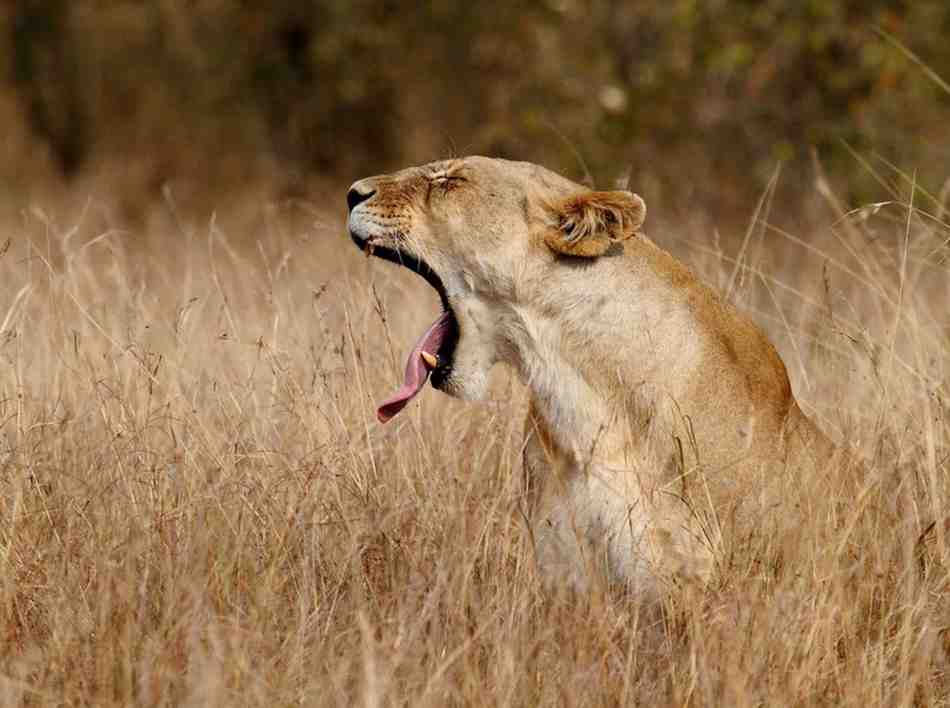 Kenya road and flying safari combining scenic overland journeys, aerial transfers, wildlife viewing, national parks, and immersive African safari experiences