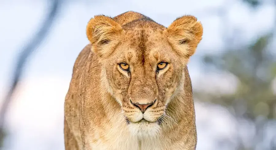 Kenya road safari featuring scenic drives through Masai Mara and Amboseli, African savannah landscapes, wildlife encounters, and unforgettable travel experiences