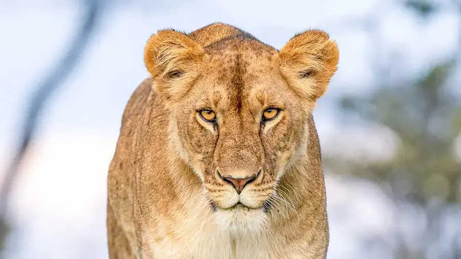 Kenya road safari featuring scenic drives through Masai Mara and Amboseli, African savannah landscapes, wildlife encounters, and unforgettable travel experiences