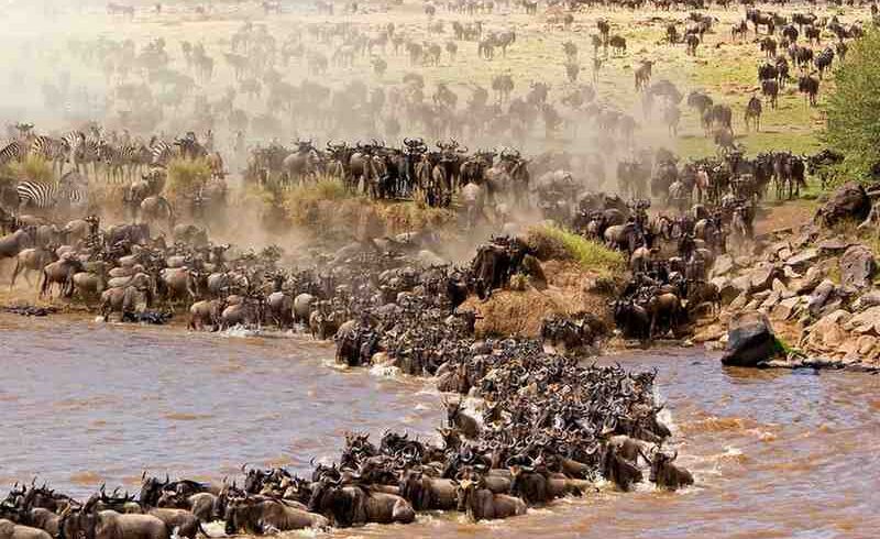 Wildebeest crossing a river during a Kenya safari and Great Migration wildlife experience in an iconic national park