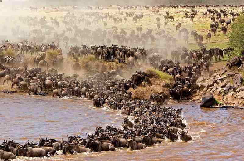 Wildebeest crossing a river during a Kenya safari and Great Migration wildlife experience in an iconic national park