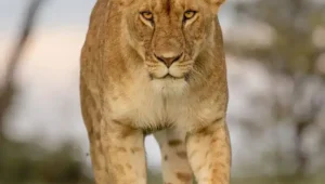 Kenya safari featuring Masai Mara and Amboseli Big Five experience, wildlife encounters, elephant herds, savannah landscapes, and Mount Kilimanjaro views