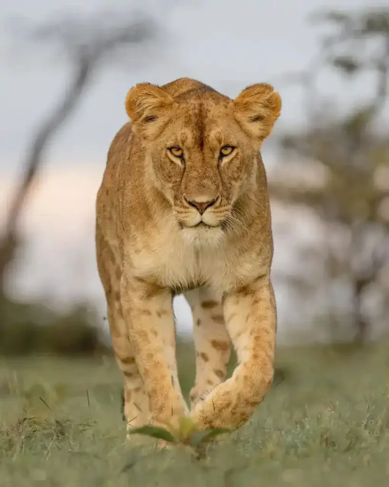 Kenya safari featuring Masai Mara and Amboseli Big Five experience, wildlife encounters, elephant herds, savannah landscapes, and Mount Kilimanjaro views
