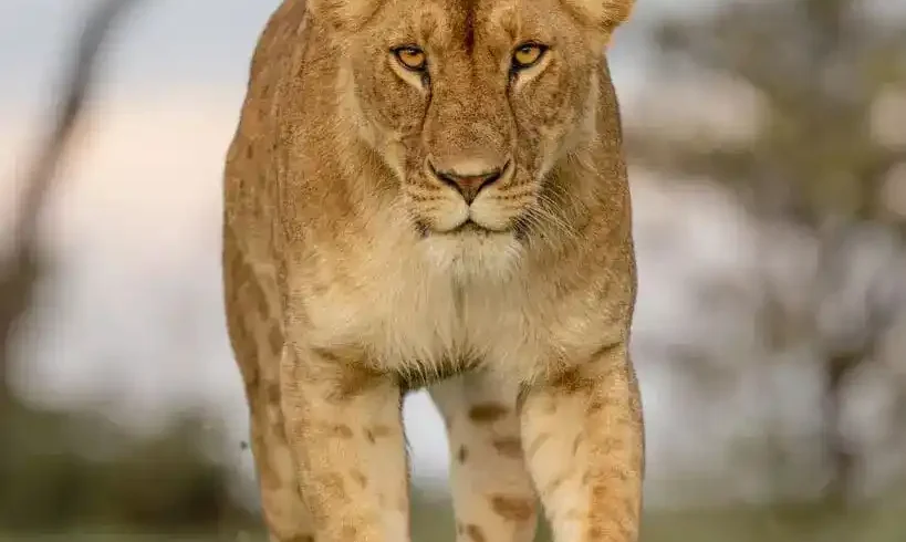 Kenya safari featuring Masai Mara and Amboseli Big Five experience, wildlife encounters, elephant herds, savannah landscapes, and Mount Kilimanjaro views