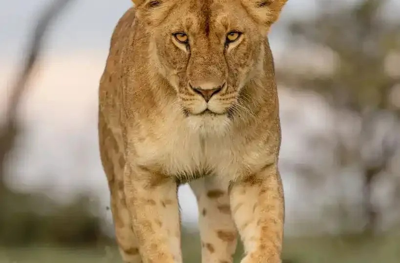 Kenya safari featuring Masai Mara and Amboseli Big Five experience, wildlife encounters, elephant herds, savannah landscapes, and Mount Kilimanjaro views