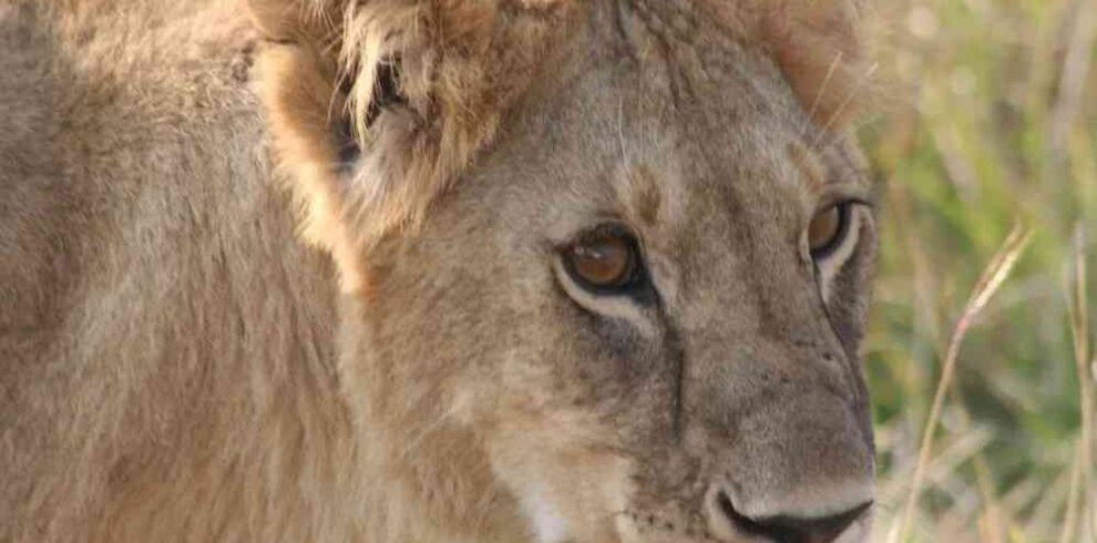 Kenya safari and nature walk experience featuring wildlife encounters, guided short hikes, scenic landscapes, and immersive African wilderness exploration