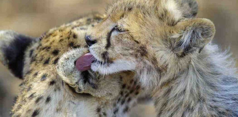 Kenya walking safari featuring guided nature walks, close-up wildlife observation, African wilderness exploration, and immersive outdoor experiences