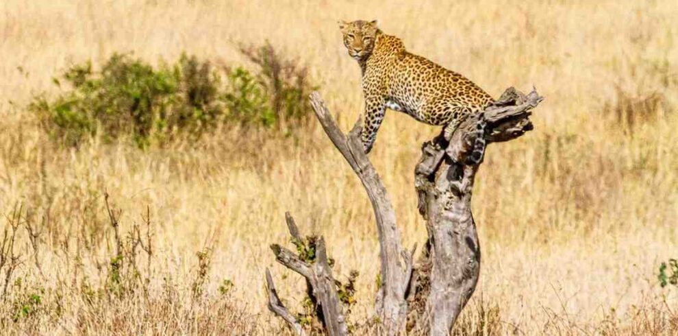 Kidepo Valley safari featuring remote wilderness landscapes, untouched wildlife, savannah plains, and authentic Uganda safari experiences