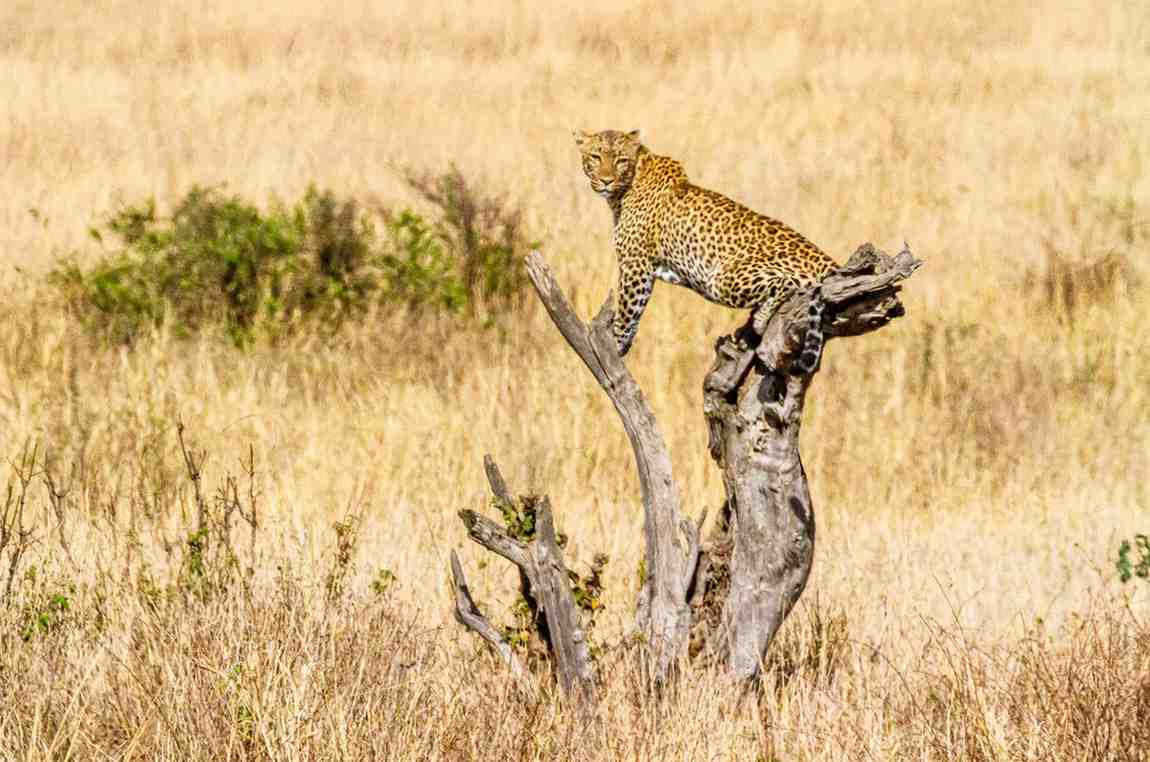 Kidepo Valley safari featuring remote wilderness landscapes, untouched wildlife, savannah plains, and authentic Uganda safari experiences