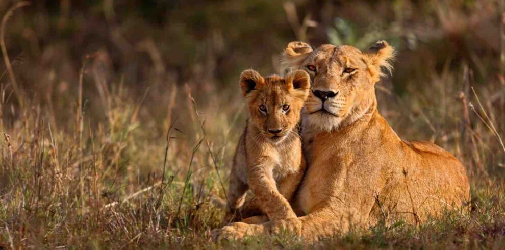 Kruger and Panorama Route safari featuring Big Five wildlife, Blyde River Canyon viewpoints, scenic mountain landscapes, and South Africa safari experiences