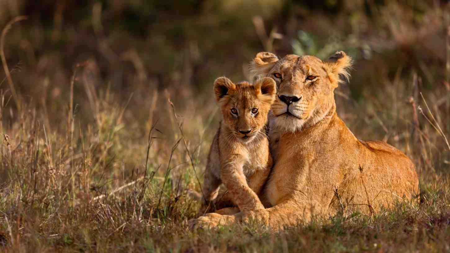 Kruger and Panorama Route safari featuring Big Five wildlife, Blyde River Canyon viewpoints, scenic mountain landscapes, and South Africa safari experiences