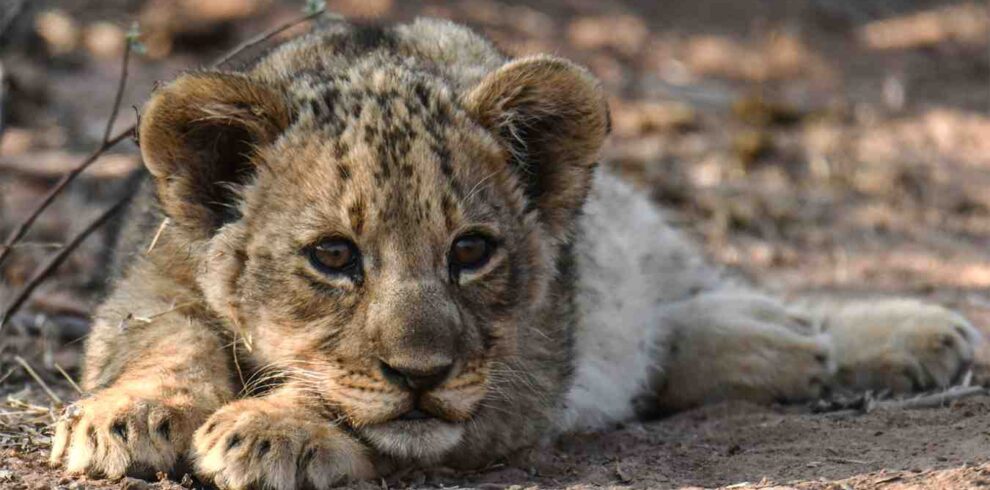 Kruger and Sabi Sands safari featuring Big Five wildlife, luxury game drives, private reserve experiences, and exceptional leopard sightings in South Africa