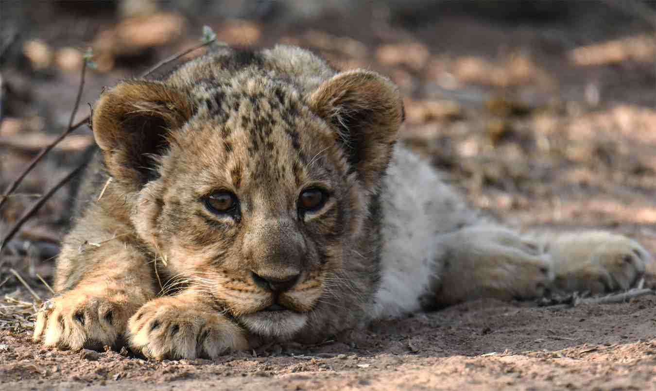 Kruger and Sabi Sands safari featuring Big Five wildlife, luxury game drives, private reserve experiences, and exceptional leopard sightings in South Africa