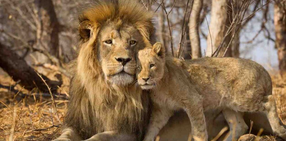 Kruger safari in South Africa featuring Big Five wildlife encounters, iconic animals, savannah landscapes, and authentic African wilderness experience