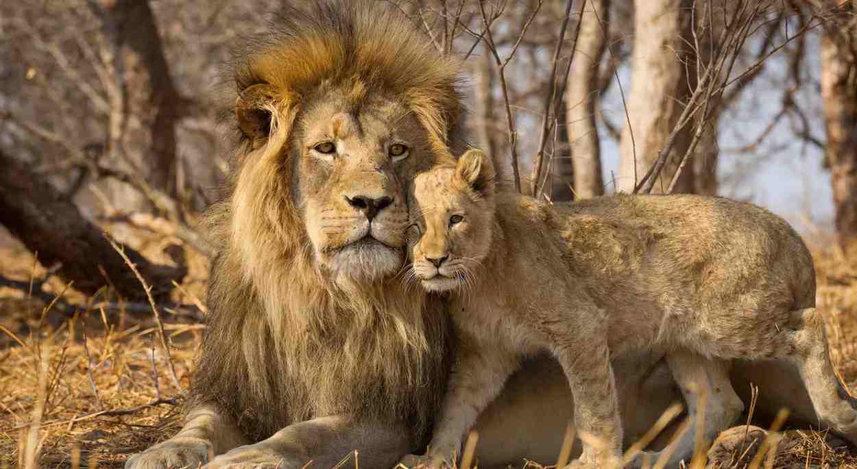 Kruger safari in South Africa featuring Big Five wildlife encounters, iconic animals, savannah landscapes, and authentic African wilderness experience