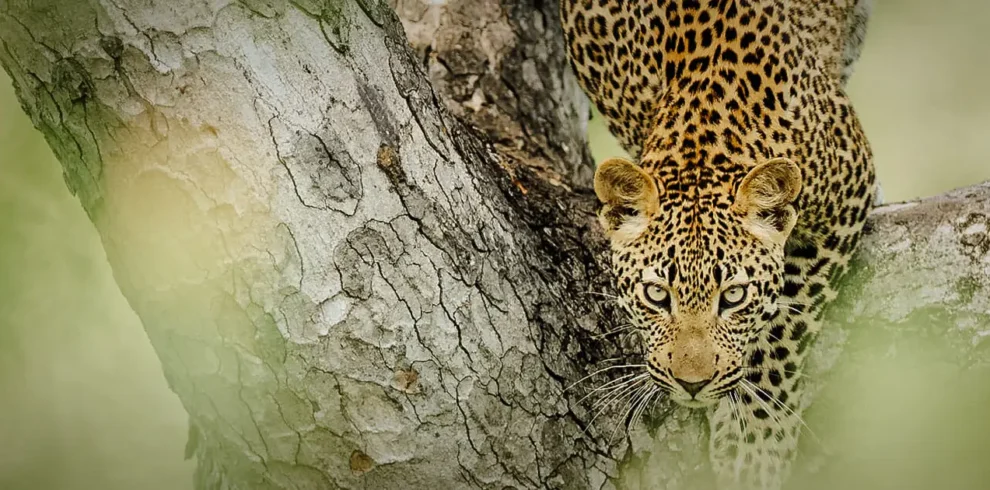 Kruger safari featuring rustic bush camp accommodation, Big Five wildlife encounters, authentic African wilderness landscapes, and guided game drives