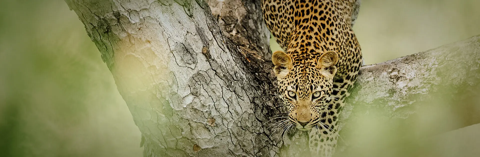 Kruger safari featuring rustic bush camp accommodation, Big Five wildlife encounters, authentic African wilderness landscapes, and guided game drives