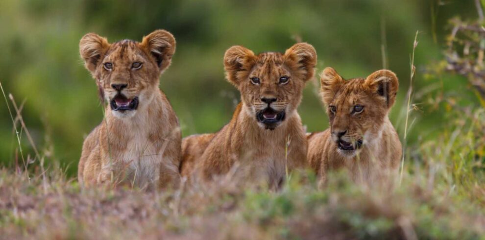 Kruger tented safari in South Africa featuring Big Five wildlife, authentic bush camps, and immersive wilderness adventure experiences