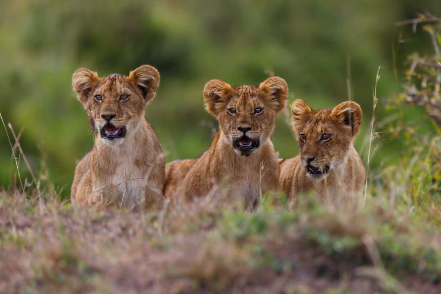 Kruger tented safari in South Africa featuring Big Five wildlife, authentic bush camps, and immersive wilderness adventure experiences