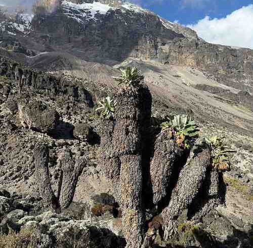 Lemosho Route trail leading toward Mount Kilimanjaro summit.