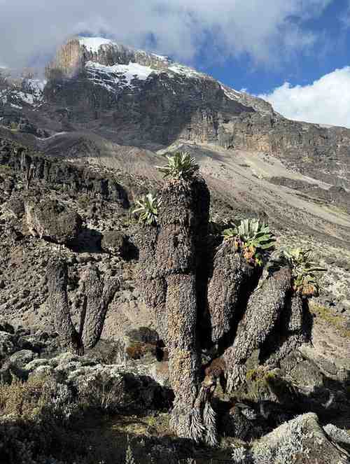 Lemosho Route trail leading toward Mount Kilimanjaro summit.