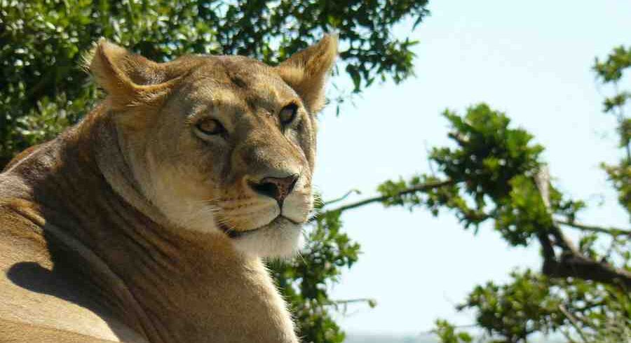 Lion resting in the Serengeti National Park Tanzania during a classic African wildlife safari experience