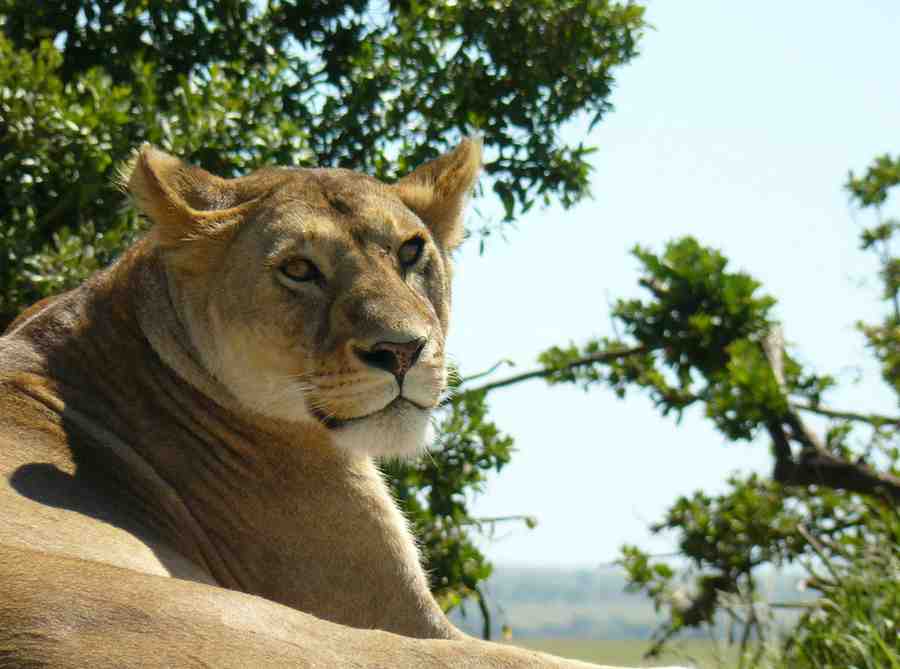 Lion resting in the Serengeti National Park Tanzania during a classic African wildlife safari experience