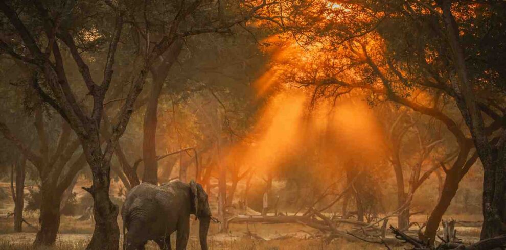 Lower Zambezi safari in Zambia featuring river canoeing, Zambezi River wildlife, elephants, and untouched wilderness landscapes