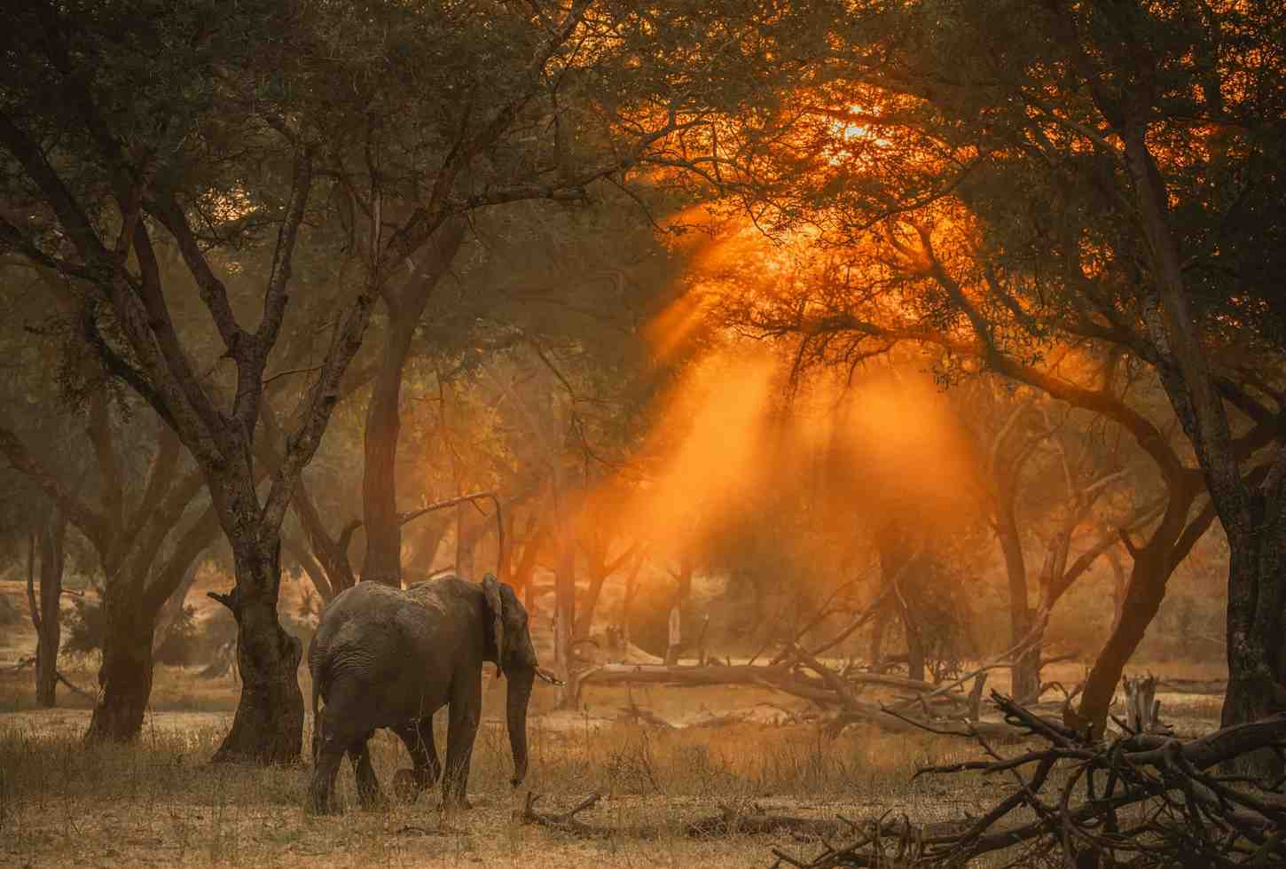 Lower Zambezi safari in Zambia featuring river canoeing, Zambezi River wildlife, elephants, and untouched wilderness landscapes