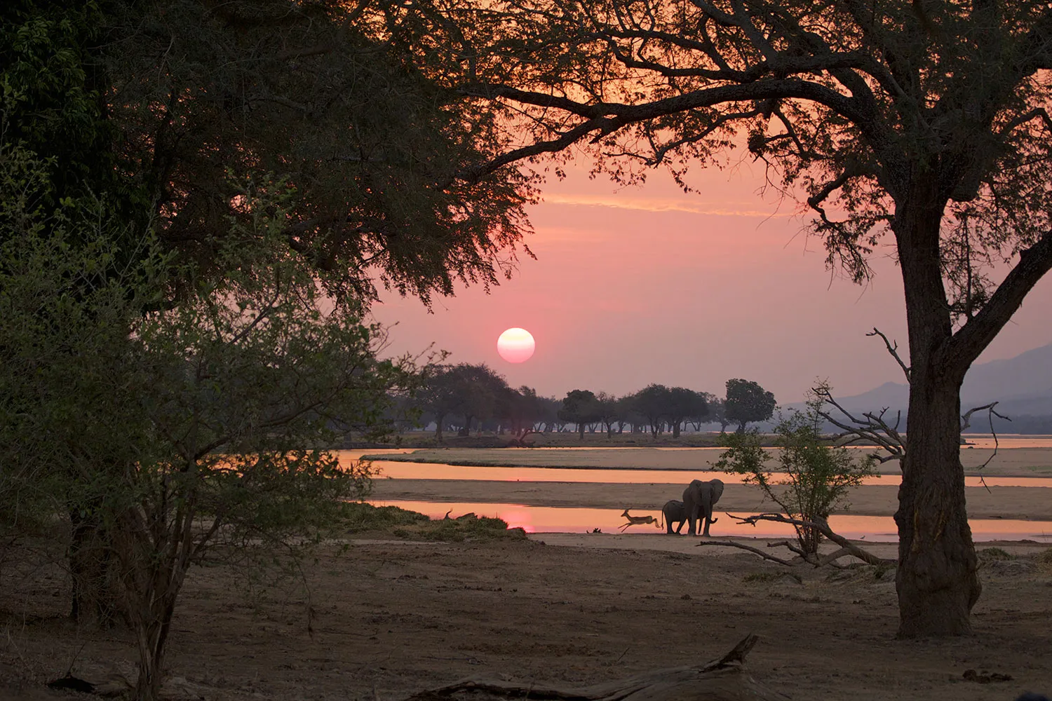 Mana Pools fly-in safari in Zimbabwe featuring remote wilderness, walking safari, and wildlife experience along the Zambezi River