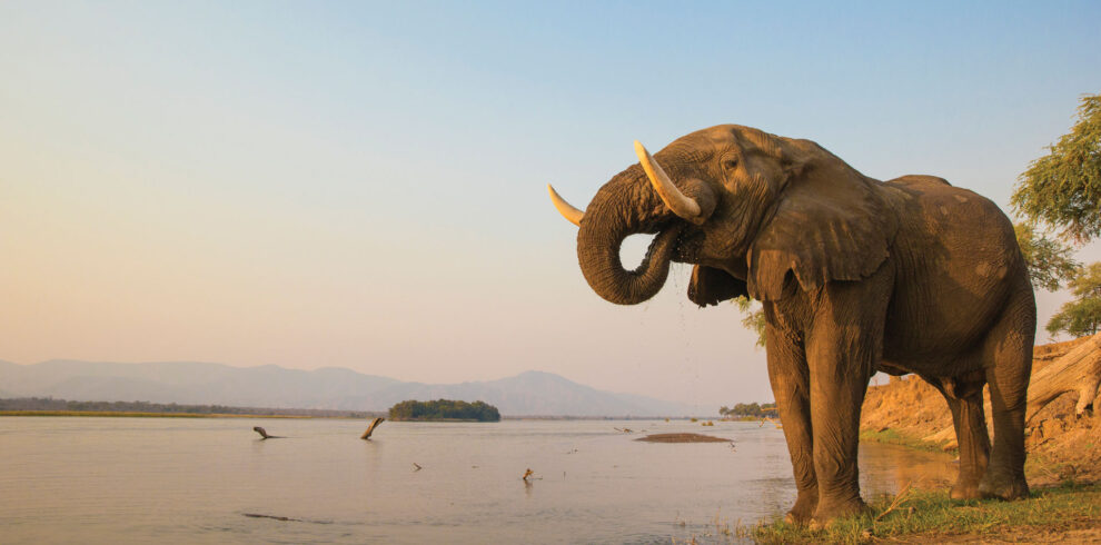 Mana Pools fly-in safari in Zimbabwe featuring untamed wilderness, authentic wildlife encounters, and remote Zambezi River landscapes