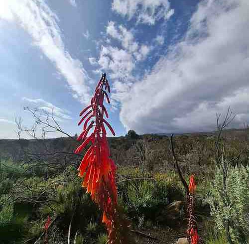 view of Marangu Route on Mount Kilimanjaro Tanzania showing trekking landscape and mountain scenery with Ibhanilfa Safaris