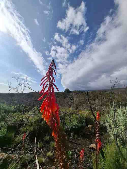 view of Marangu Route on Mount Kilimanjaro Tanzania showing trekking landscape and mountain scenery with Ibhanilfa Safaris
