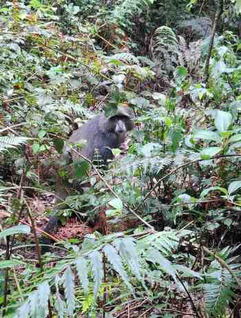 Marangu Route on Mount Kilimanjaro in Tanzania showing the scenic rainforest and trekking path with Ibhanilfa Safaris expeditions.