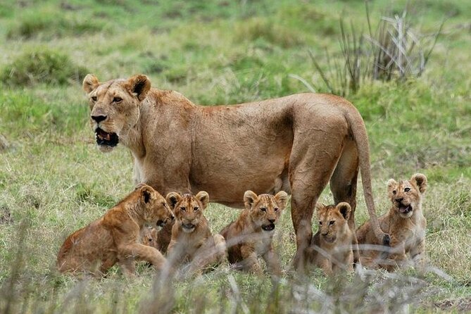 Lioness with five cubs during a Mikumi National Park safari in Tanzania’s wildlife-rich wilderness