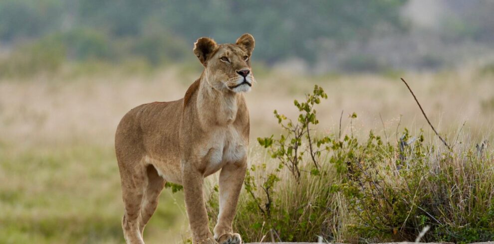 Lioness during a Murchison Falls Safari in Uganda featuring Nile River cruise and big game wildlife experience