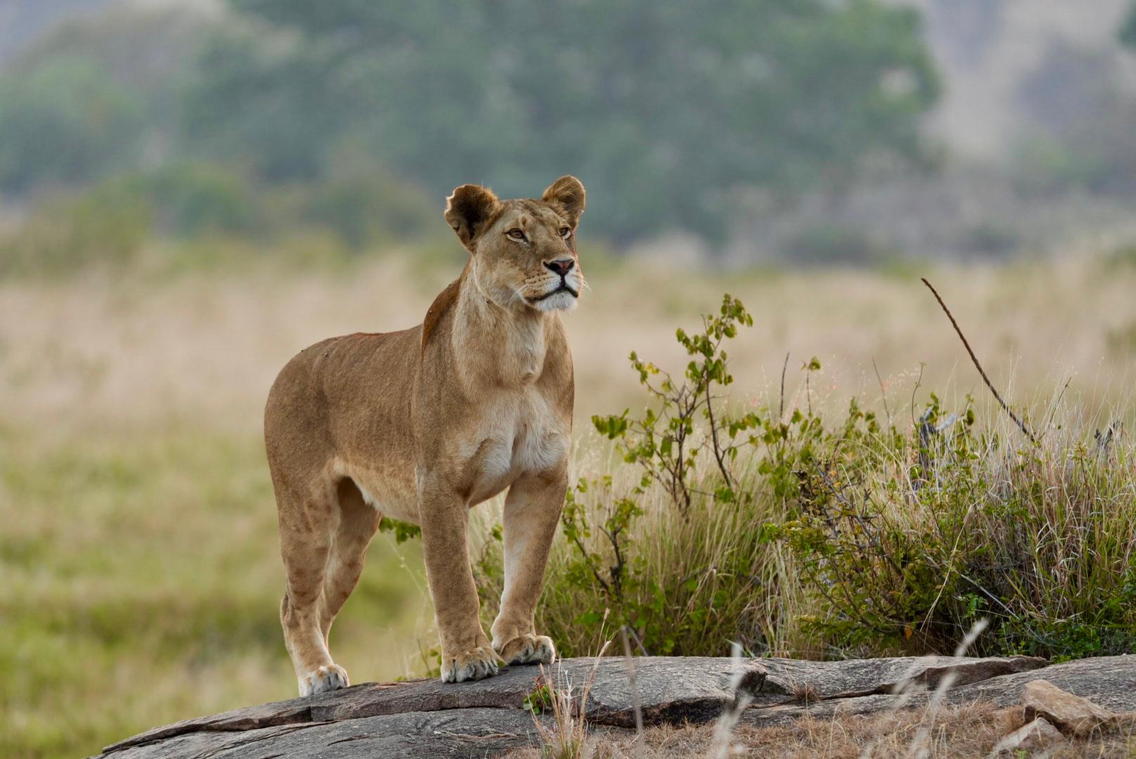 Lioness during a Murchison Falls Safari in Uganda featuring Nile River cruise and big game wildlife experience