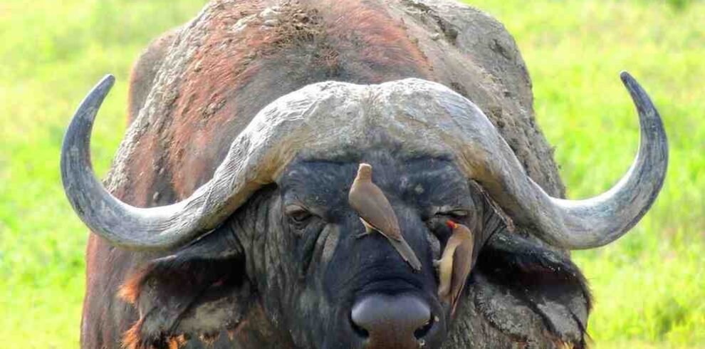 African buffalo in Ngorongoro Crater during a Northern Tanzania Big Five safari through Serengeti, Ngorongoro, and Tarangire