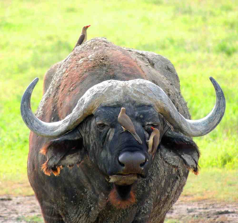 Buffalo in Ngorongoro Crater, Northern Tanzania