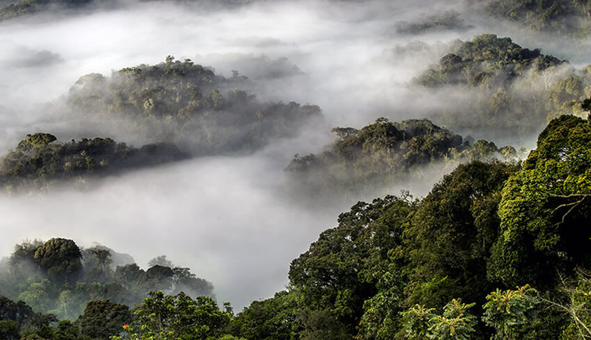 Nyungwe Forest safari featuring chimpanzee tracking, canopy walk adventure, ancient rainforest landscapes, primate encounters, and Rwanda wildlife experience